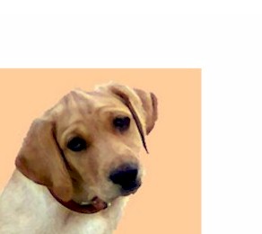 newdog2.jpg (15725 bytes)